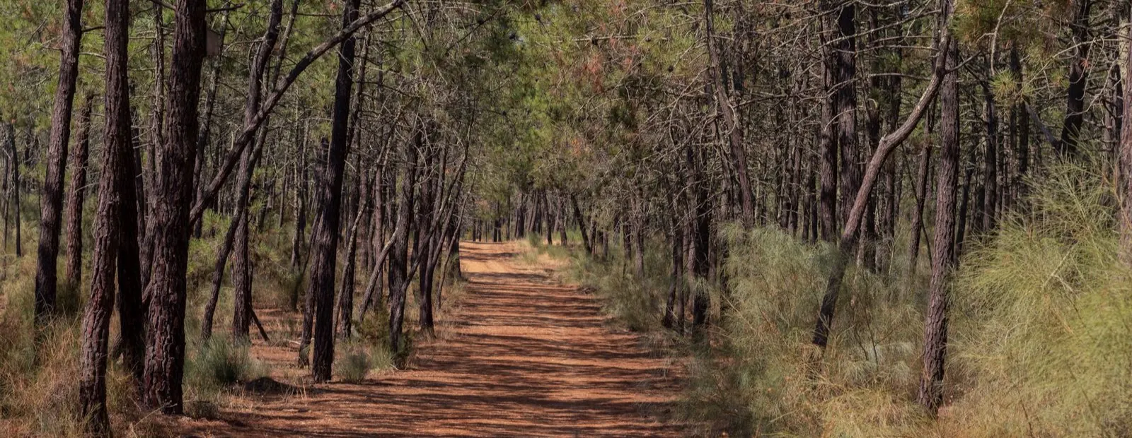 A pine forest trail in dappled sunlight